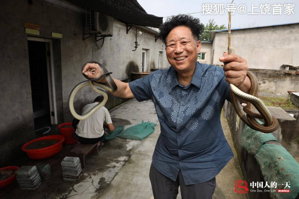 中国第一蛇村蛇王与死神擦肩而过取毒师一天收入上千元