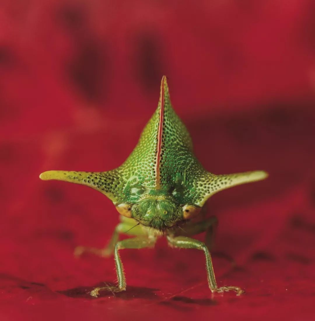 谁是世界上长相最奇怪的昆虫?_跳虫