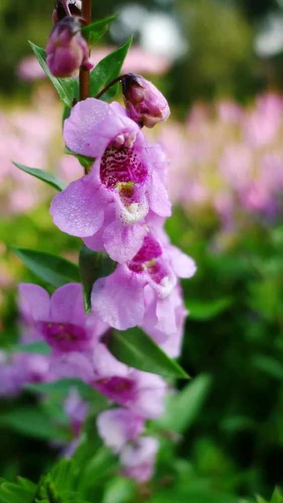 每日一花 | 香彩雀,常优秀的夏季草花品种之一