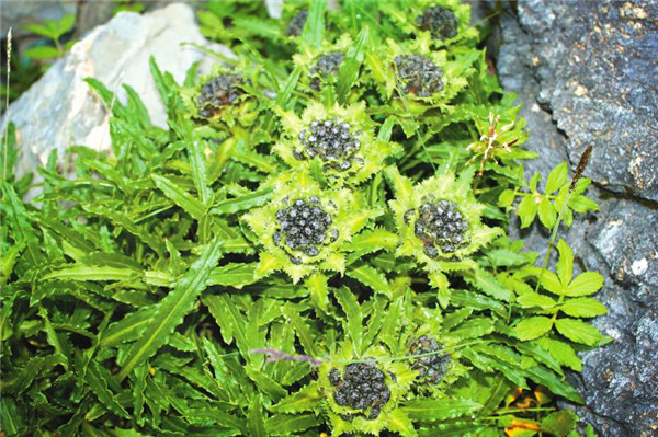 留园网 四川发现特有新物种 叶如锯齿花黑色 全球不到500株极度濒危 6park Com