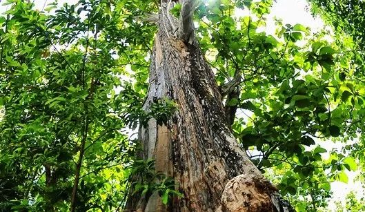 生命中"柚" 你真好 | 圣象实木地板