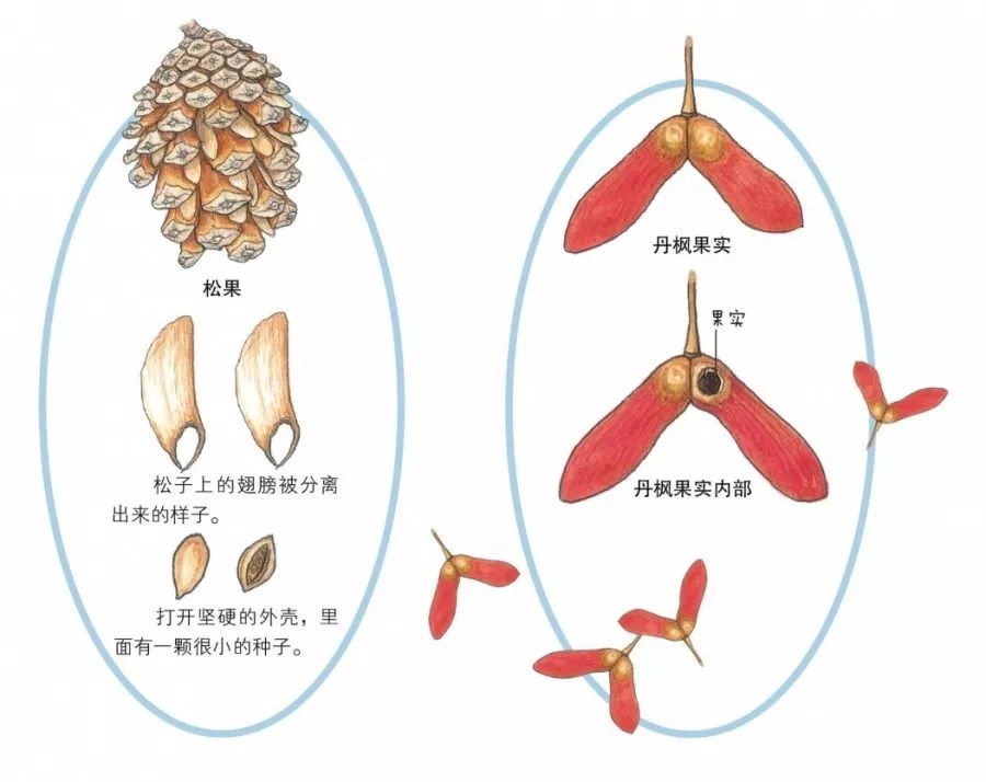 起风的时候,松子在"翅膀"的帮助下乘着风飞到远方,落在空地上就会发芽