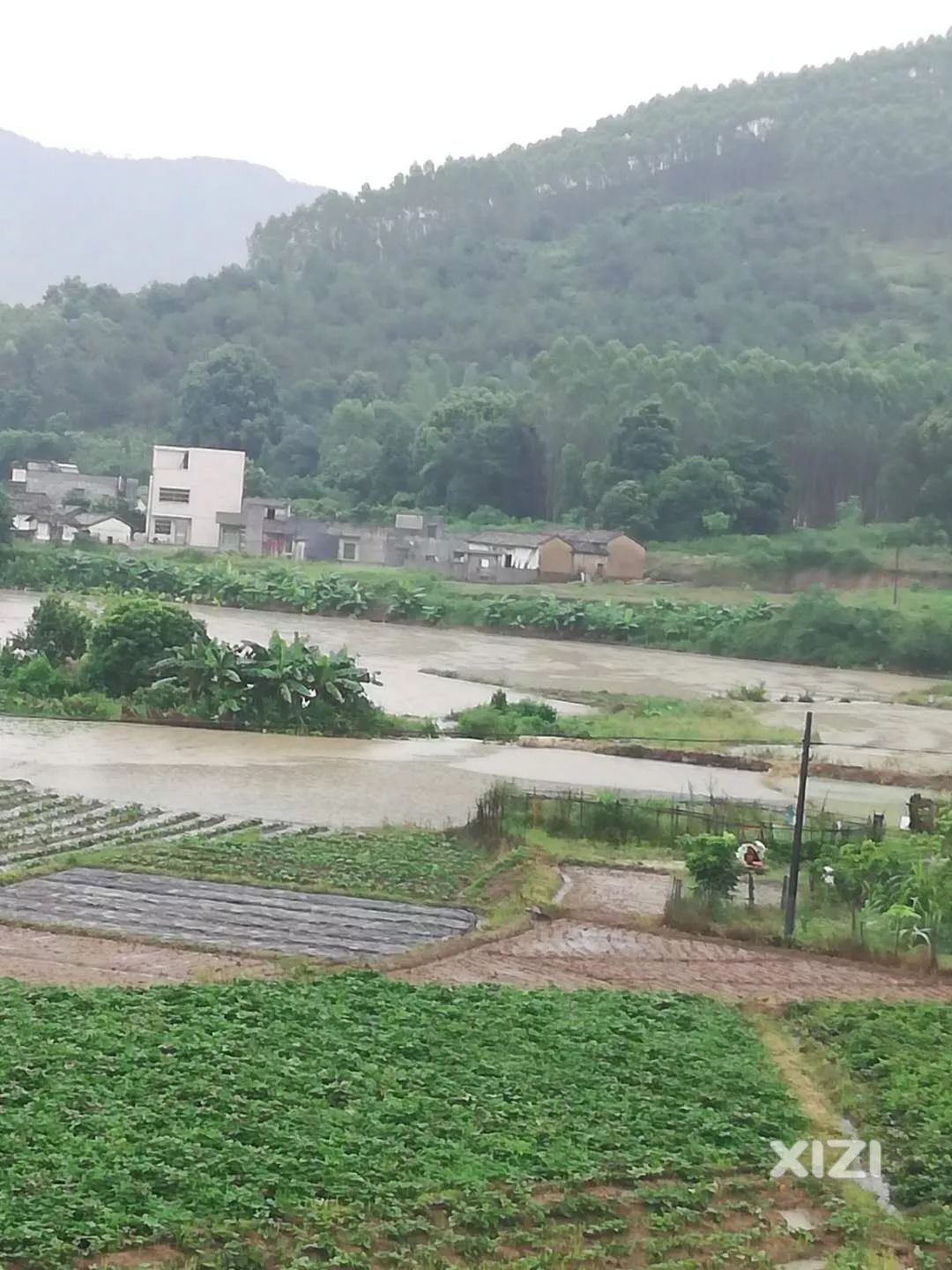 看著心酸惠東突降暴雨剛剛插完秧苗的農田被水浸了