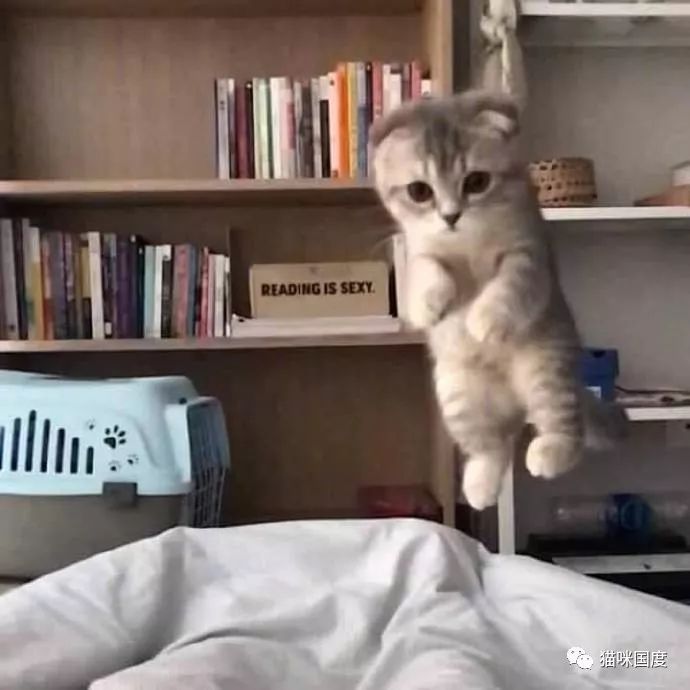 可爱的小奶猫朝你扑过来了请接好