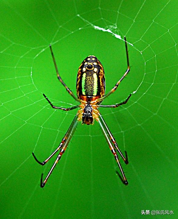 俗话说"蜘蛛吊,财神到",蜘蛛代表着财富,喜庆,被称为"蟢子",与"喜"