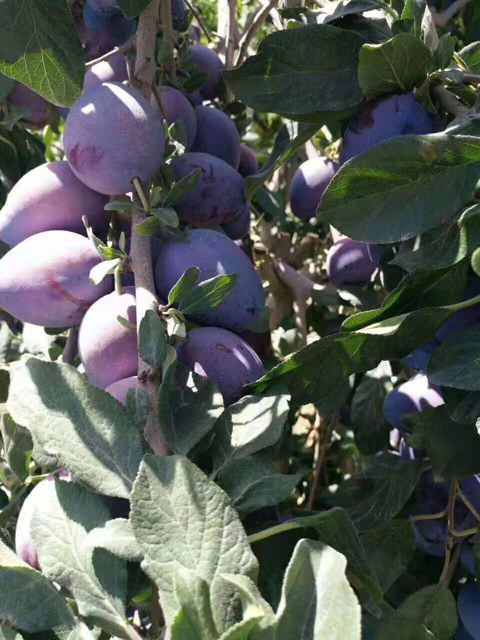 西梅女神李子品种介绍