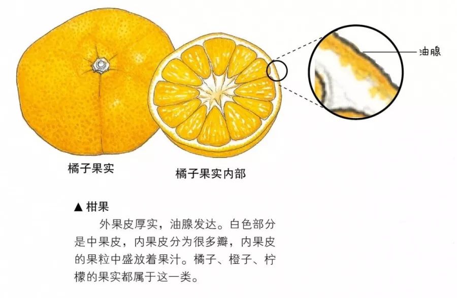 橘子和柠檬的果皮非常特别