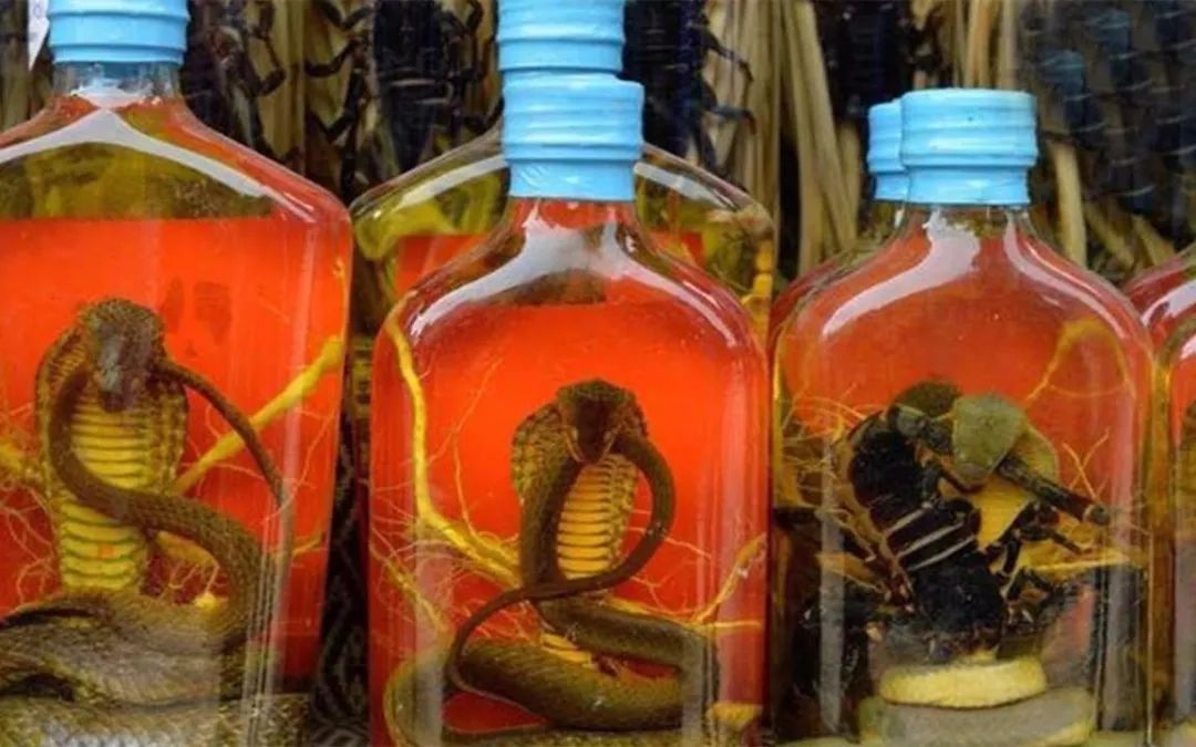 活久见用酒泡3个月蛇精还能复活咬人关于蛇酒这些事一定要注意
