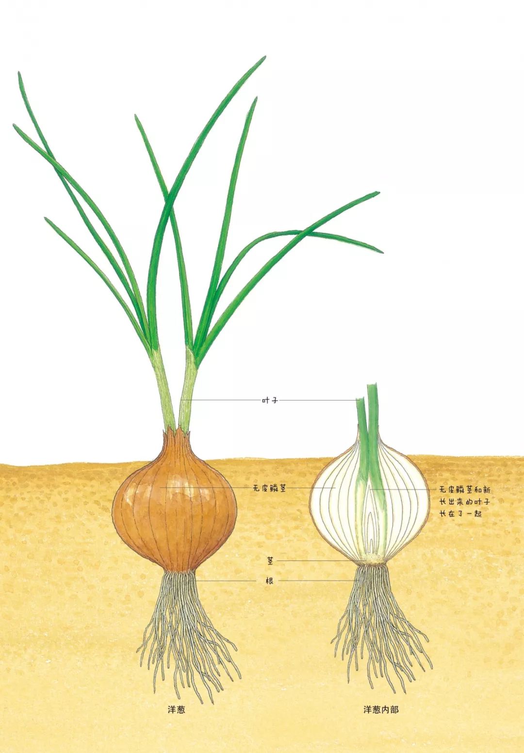 (1)洋葱的茎是什么?