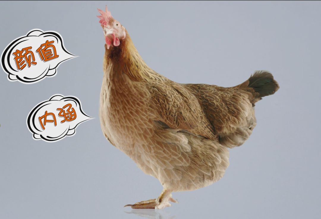 吃好鸡,是对生活不变的倔强!_黄羽鸡