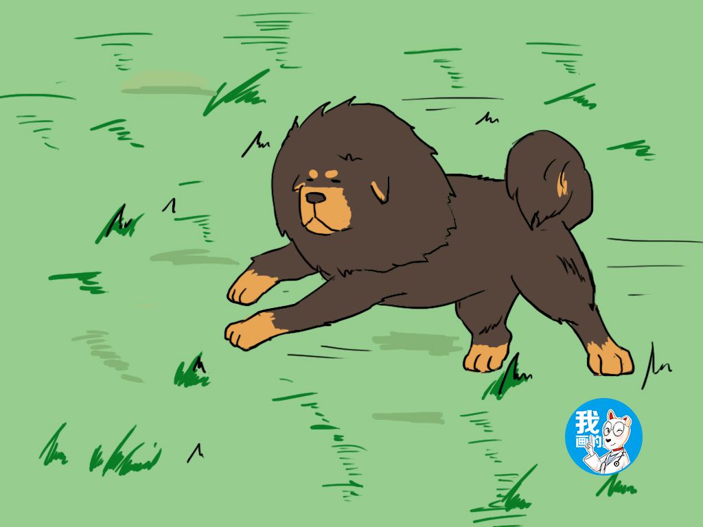 风靡一时的藏獒为何不受待见,看完3点小知识让你有新的认识