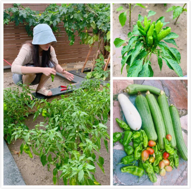 张馨予在家种菜显悠闲自家菜园首度曝光网友向往的生活