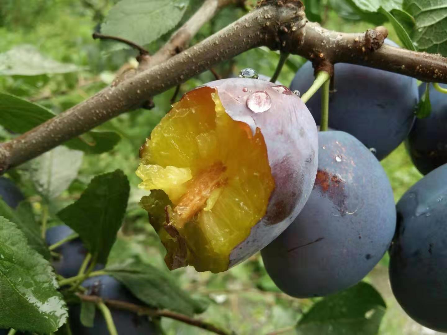 西梅女神李子苗"外来西方女神"
