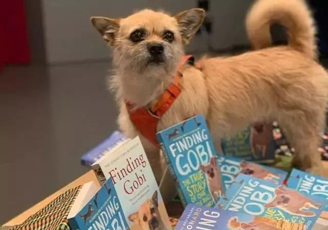 戈壁长征竟遇自来狗,狗狗不离不弃陪跑,男子跨国飞回去领养它_gobi