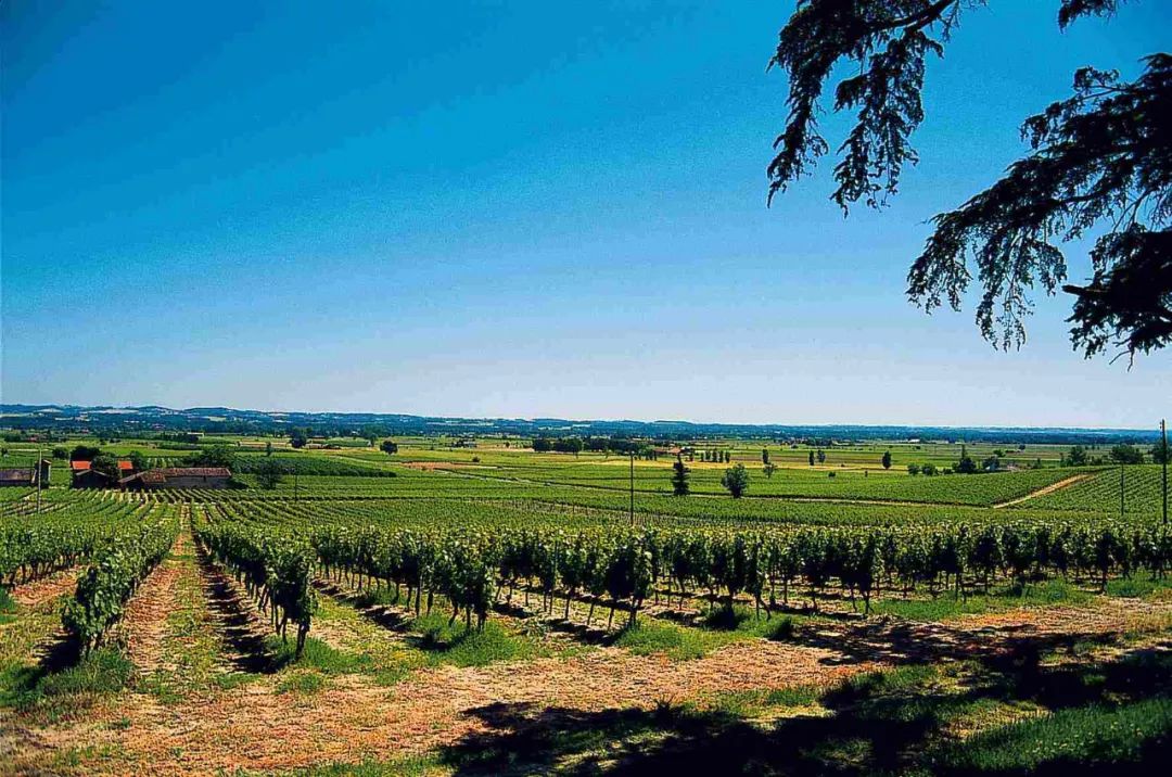 详解法国十二大葡萄酒产区概况