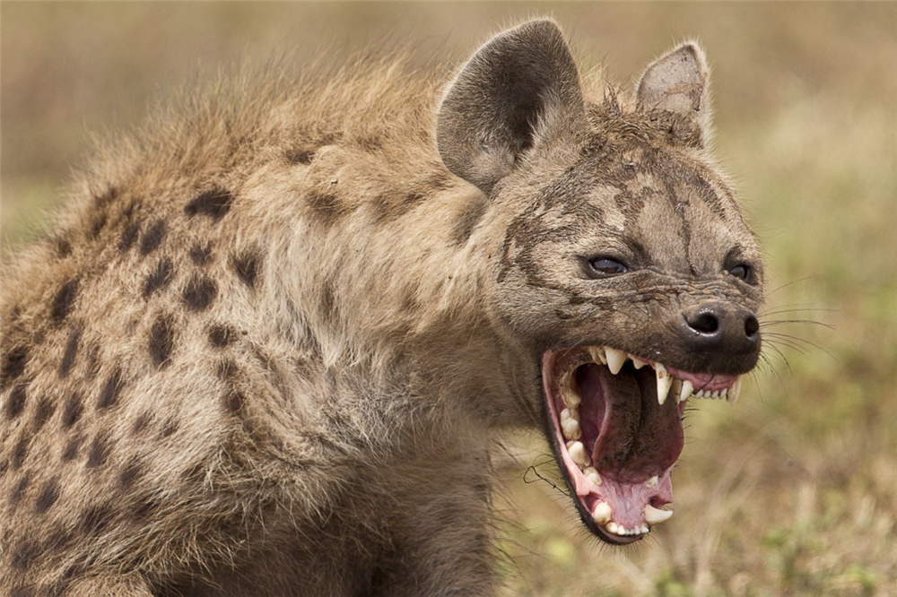 鬣狗的牙齿构造特殊,前臼齿形状如圆锥一般,能够轻易击碎动物的骨头