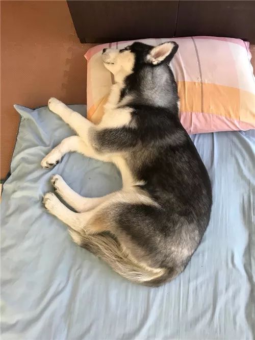 这恐怕是我见过的,最最销魂过的睡姿了吧……_睡相