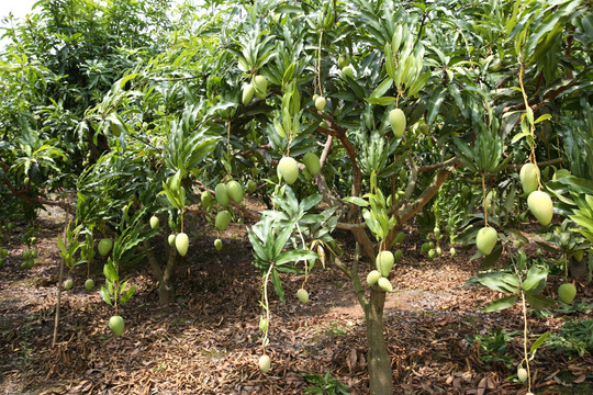8月份的芒果树需要做好哪几项管理