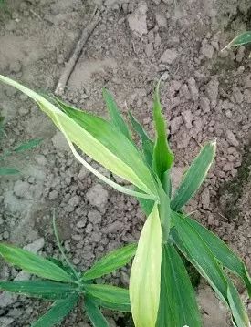 1,雨后及抽膜后出现的暂时性的缺铁性症状.