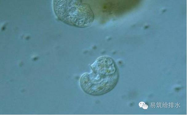 体形成纺锤状,中间腹部较膨大,口缘从前端背面开始,以对角线方向向