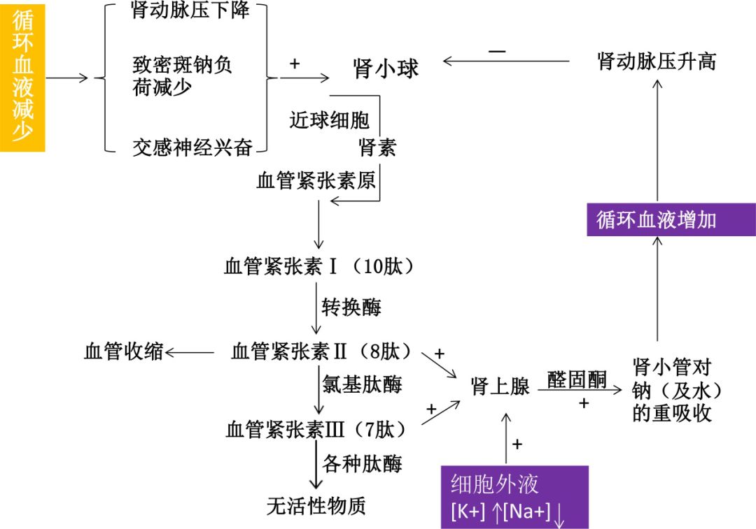 的重要體液調節系統,主要功能是調節人體血壓,以及水,電解質的平衡