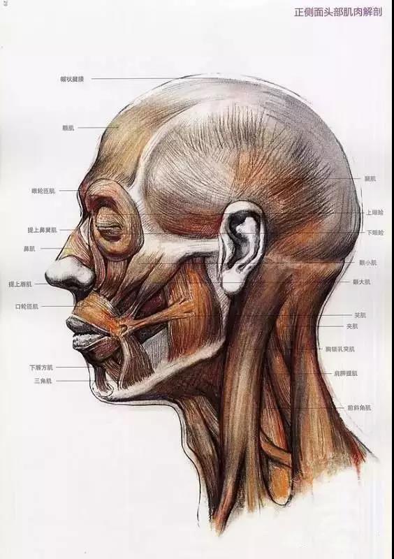 口轮匝肌结构素描图片