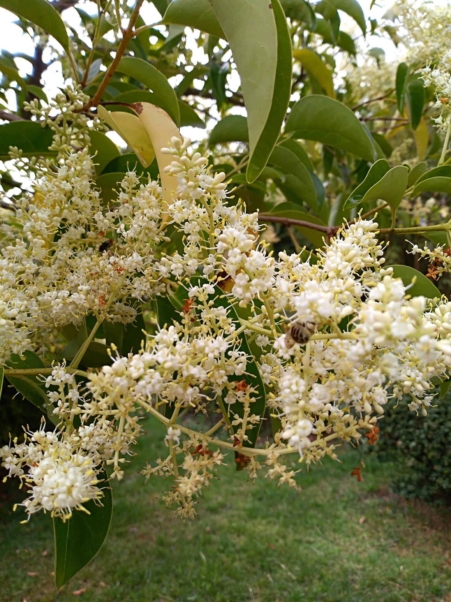 原创萧晶文的散文冬青花开