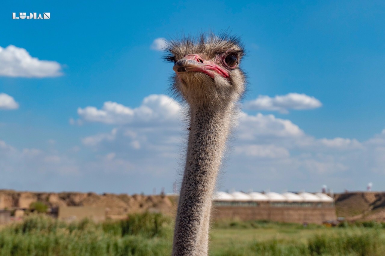 在水洞沟遗址邂逅了几只鸵鸟长得很萌很可爱