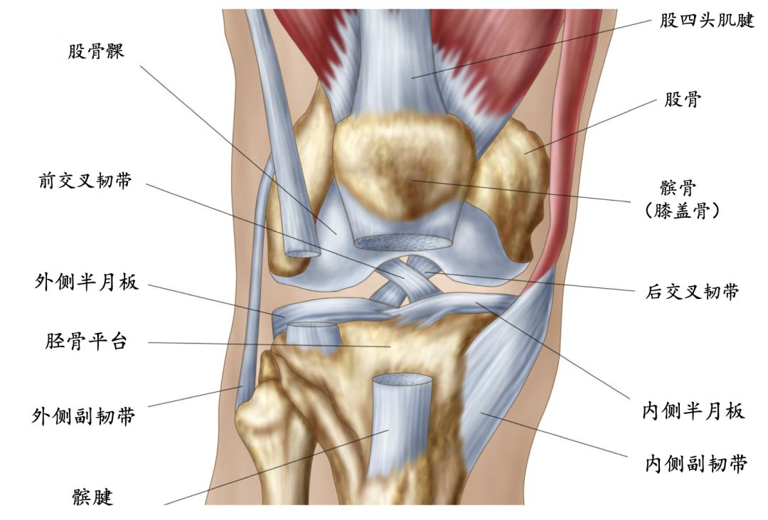 膝盖各个部位图图片