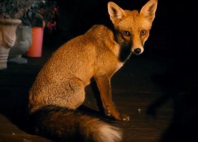 狡猾的狐狸突然闯进花园整天蹭吃蹭喝不说一有事就来寻求帮助