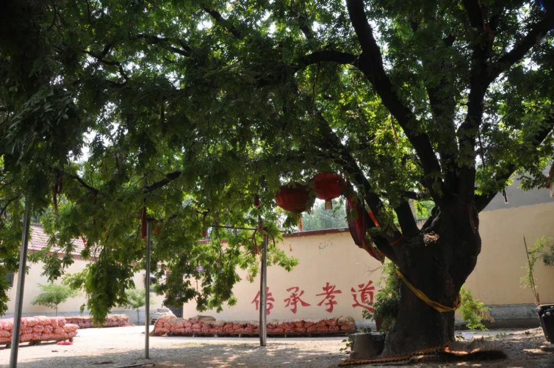 这棵古树已有700年历史游客纷纷到此拍照留念