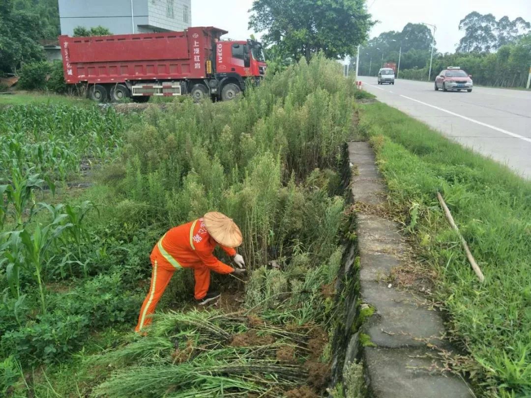 公路养护修剪路肩高草美化路域环境