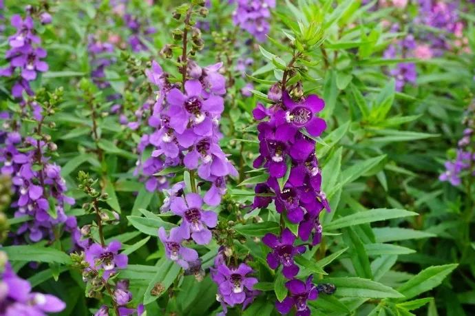 每日一花 | 香彩雀,常优秀的夏季草花品种之一