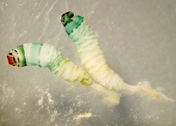 根据资料显示,这是一种名为彩蚴吸虫的寄生虫,也叫双盘吸虫,是蜗牛