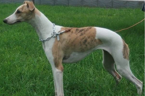 格力犬不怎么好吃饭,格力犬不吃食用什么药