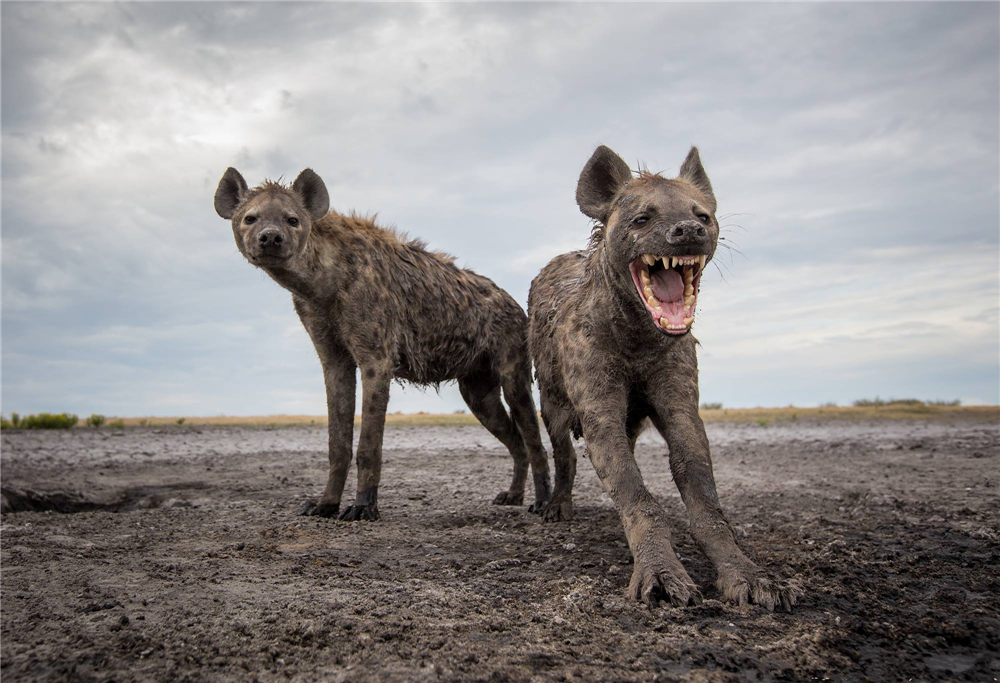 通过叫声来聊天,会咧嘴笑还能发嗤嗤笑声_鬣狗