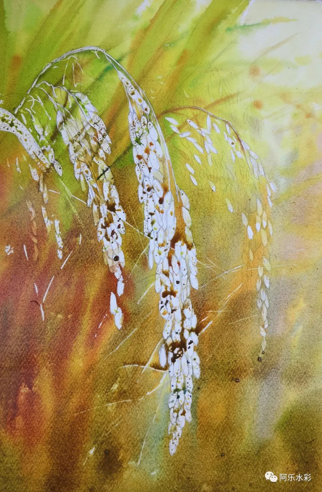 立秋用水彩画一画稻谷