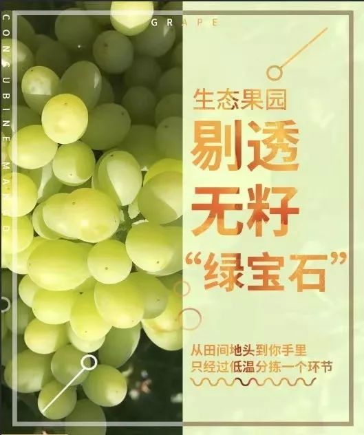 汁多味甜,无需吐皮形似蜜蜂,所以也被称为"小蜜蜂"吐鲁番无核白葡萄