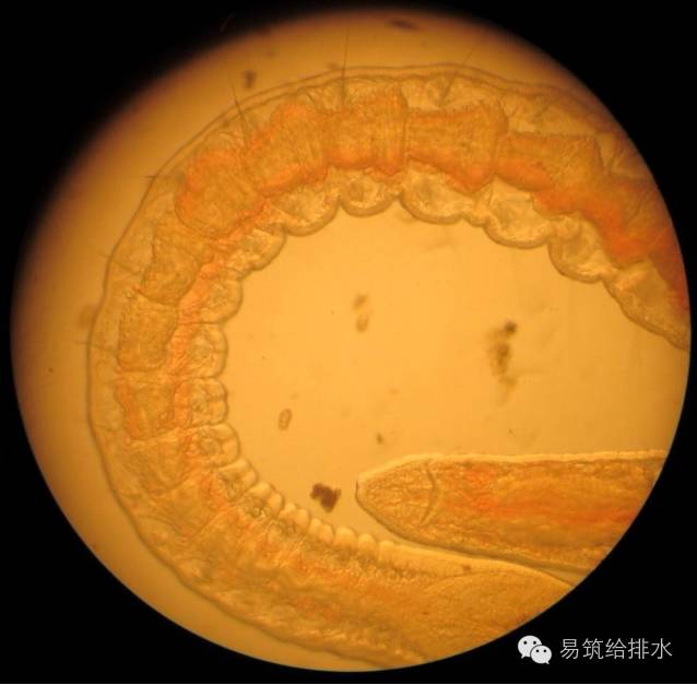 廢水汙水處理指示性微生物大全什麼樣的水有什麼樣的微生物