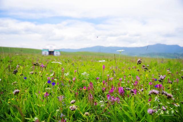 走进美丽宽阔的桑科草原聆听醉美花开的声音