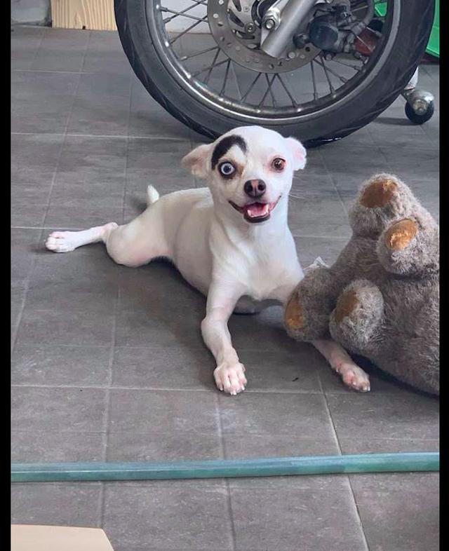 狗狗只长了一个眉毛,看起来特别搞笑,怎么感觉有哈士奇的血统呢