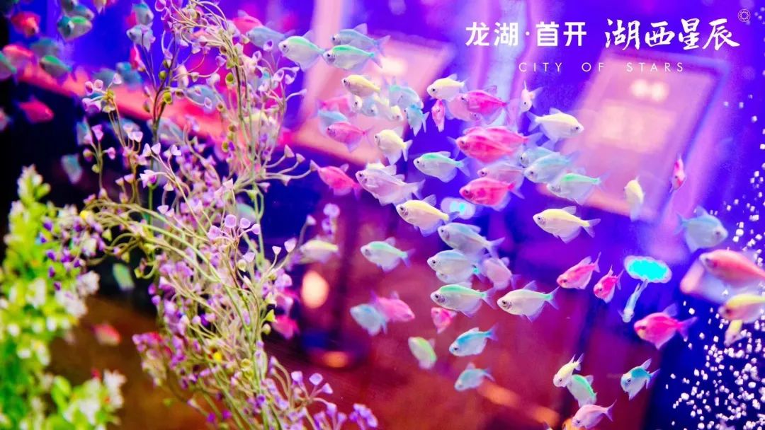 燃大湖西首届星空海洋节火爆启幕梦幻深海萌动全城