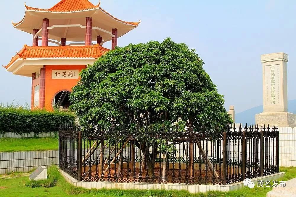 红荔阁浮山岭茂名日报社全媒体记者 岑稳 摄化州市