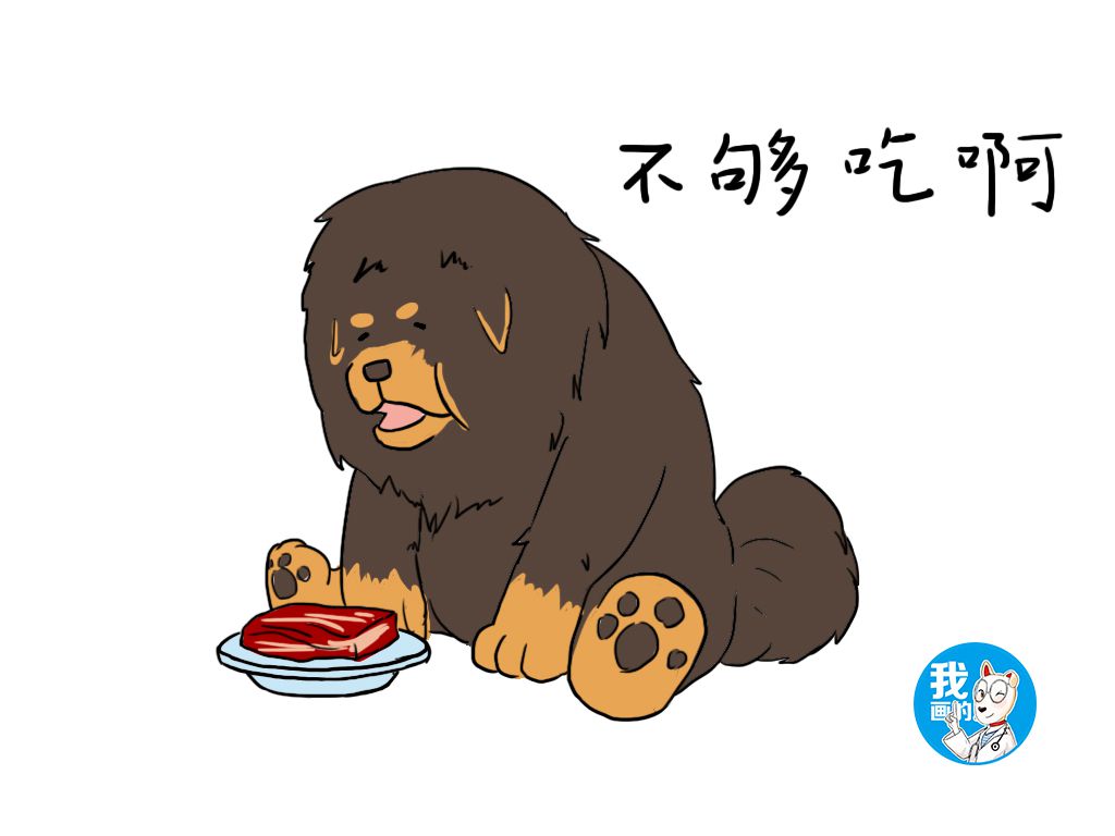 风靡一时的藏獒为何不受待见,看完3点小知识让你有新的认识