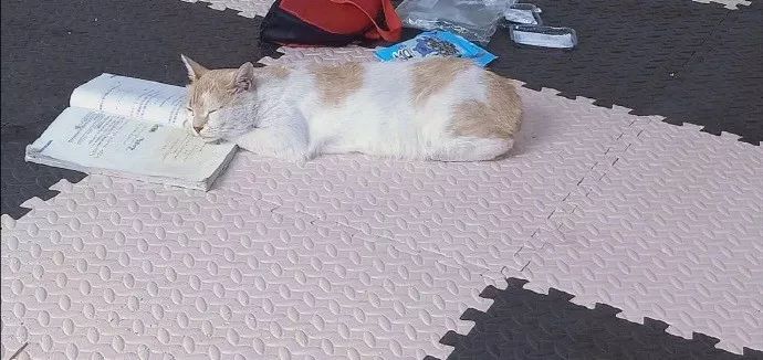 只要是数学都不会概率论与数理统计不会高等代