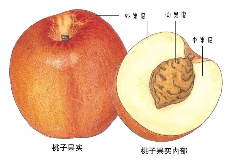 这本植物圣经讲述有关植物一生的美丽故事大人小孩看来都受教