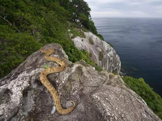 千岛湖蛇岛恐怖图片