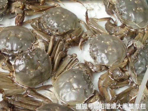 阳澄湖大闸蟹批发