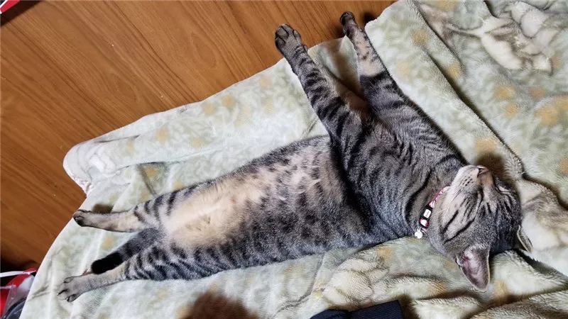 这恐怕是我见过的,最最销魂过的睡姿了吧……_睡相