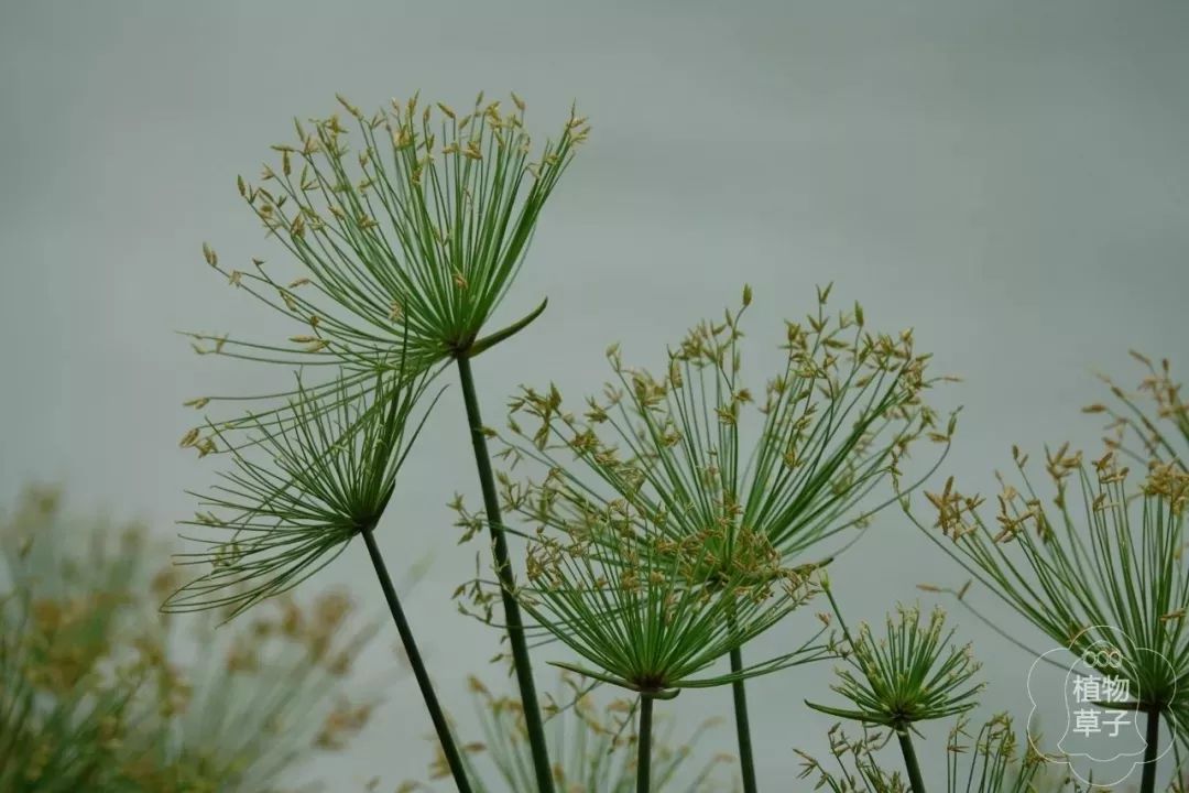 纸莎草花语图片